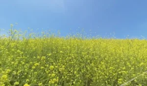 Aliso and Wood Canyons Wilderness Park Aliso Viejo, California