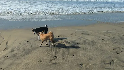 Dog Beach in Huntington Beach - Haven Air Conditioning