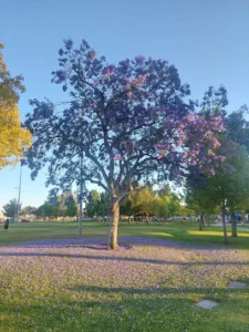 El Camino Real Park In Orange City