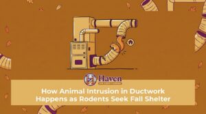 How Animal Intrusion in Ductwork Happens as Rodents Seek Fall Shelter — featured image